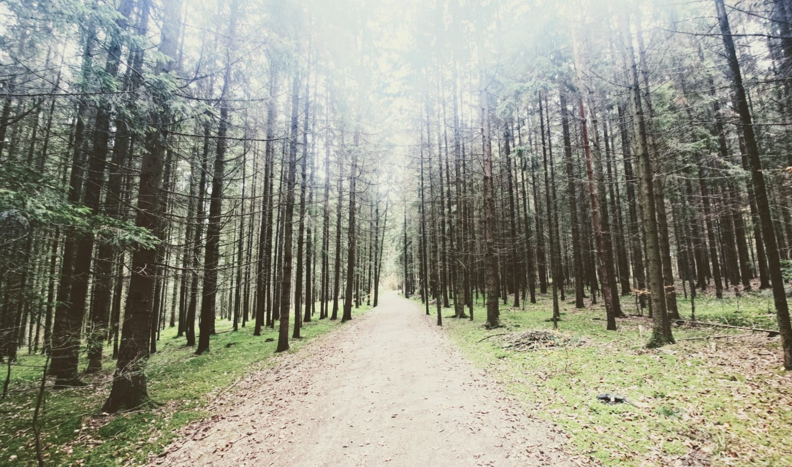 Ruhiger See mit Bäumen - Symbolisiert Klarheit und Balance im Finanzcoaching